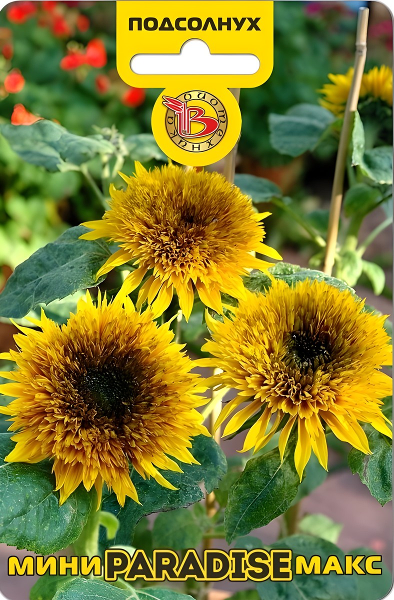 Подсолнух компактный Мини-Макс Парадайз F1, 10 шт.