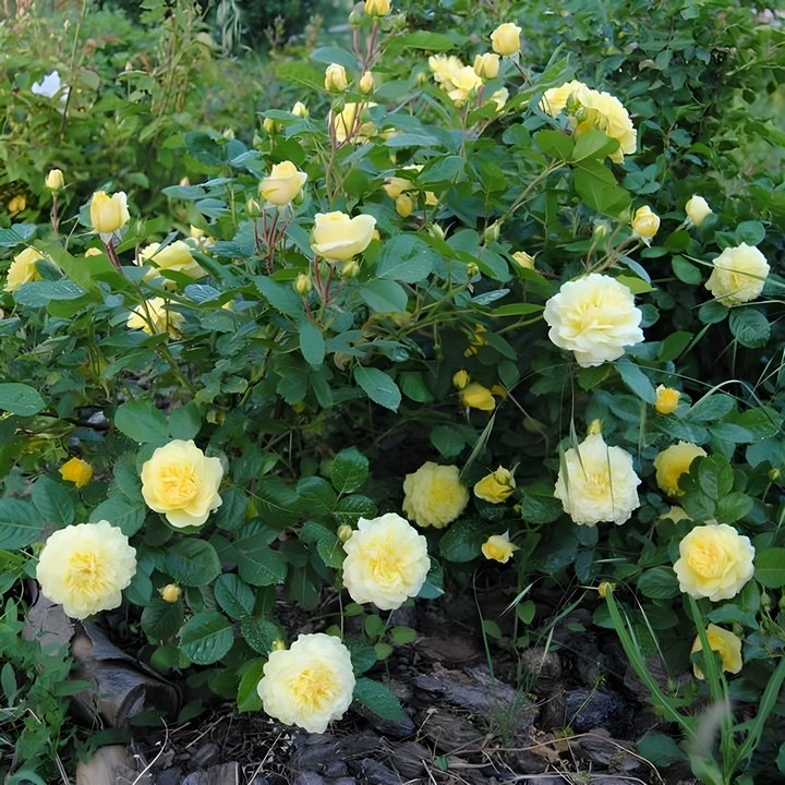 Роза парковая Анни Дюпрей/ЦКор