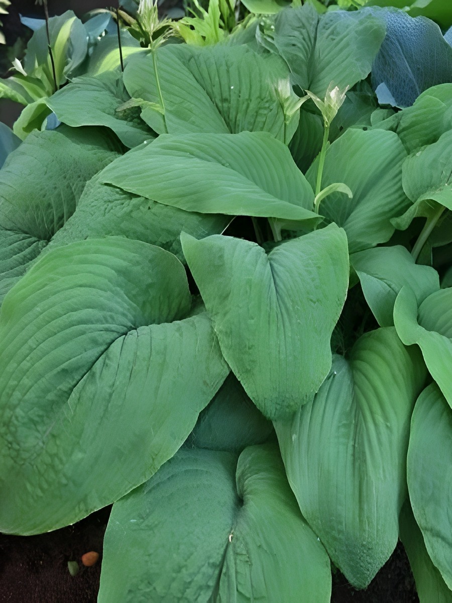 Хоста Ти Рекс, 1 шт. 