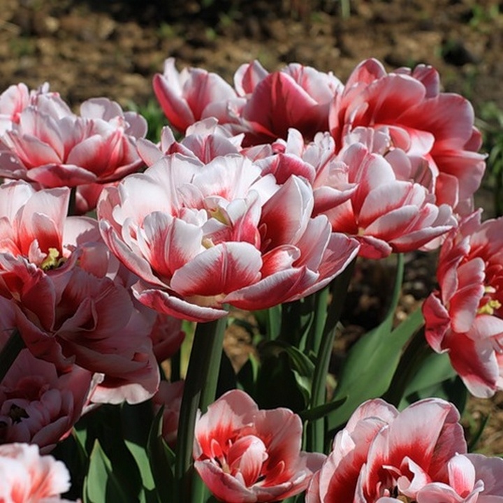 Тюльпан махровый поздний Гербранд Кифт, 11/12, 1 шт.