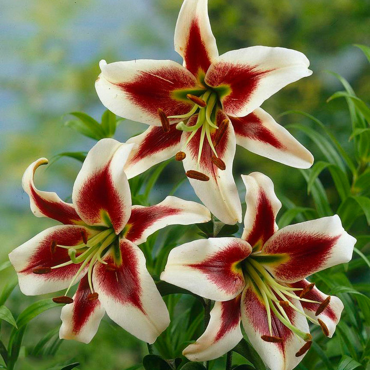 Лилия ОТ-гибрид Беверли Дрим, 12/14, 1 шт.