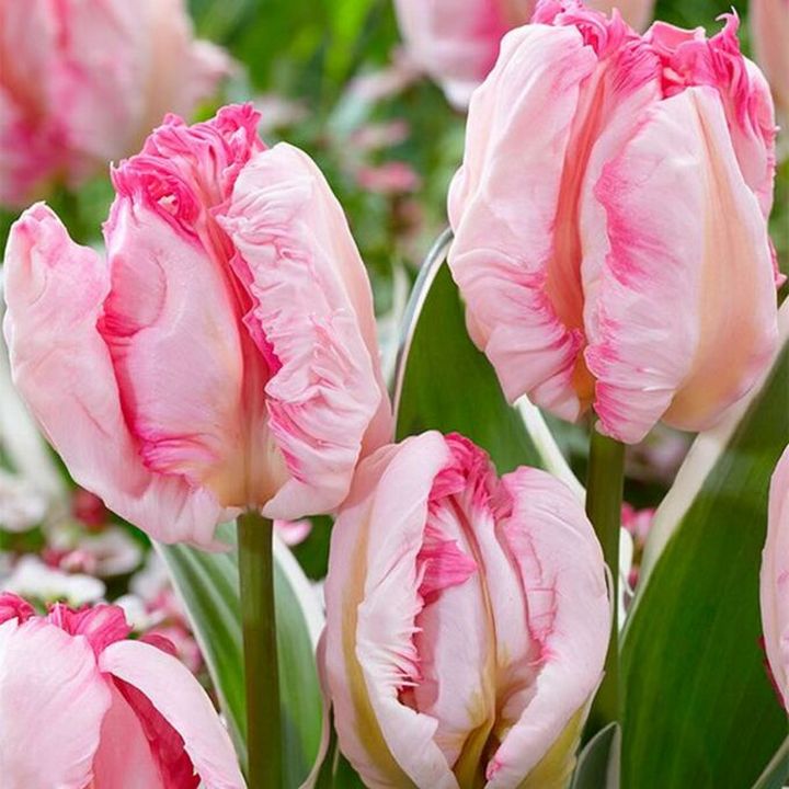 Тюльпан попугайный Кабанна, 11/12, 1 шт.