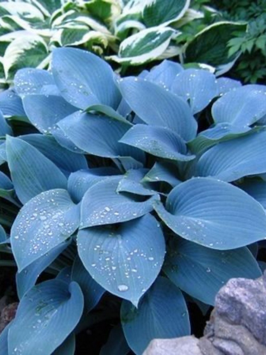 Хоста Халкион, 1 шт.