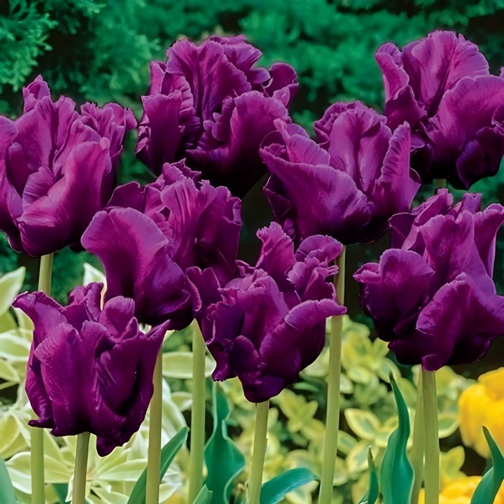 Тюльпан попугайный Негрита Пэррот, 11/12, 1 шт.