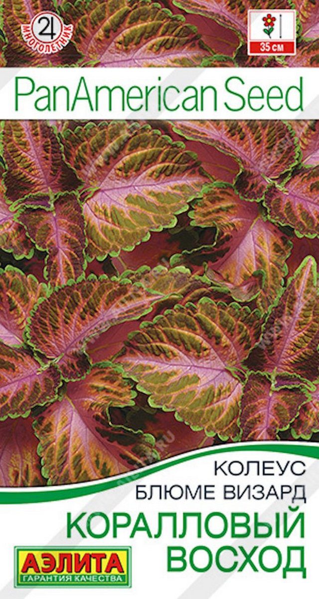 Колеус блюме Коралловый восход, 5 шт.