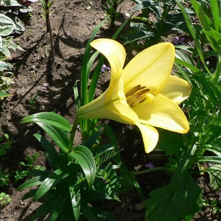 Лилия лонгифлорум Делиана, 12/14, 1 шт.