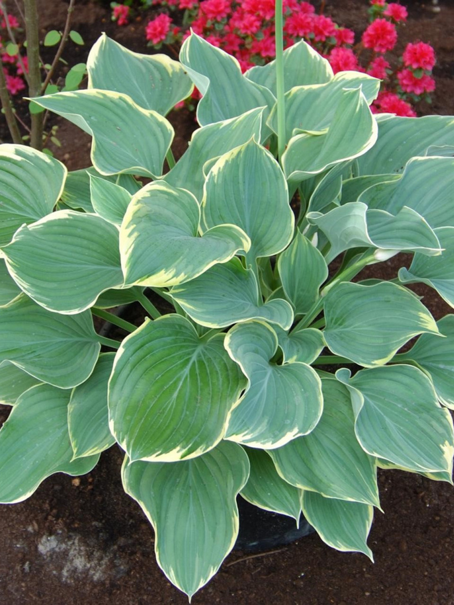 Хоста Сага,1 шт.