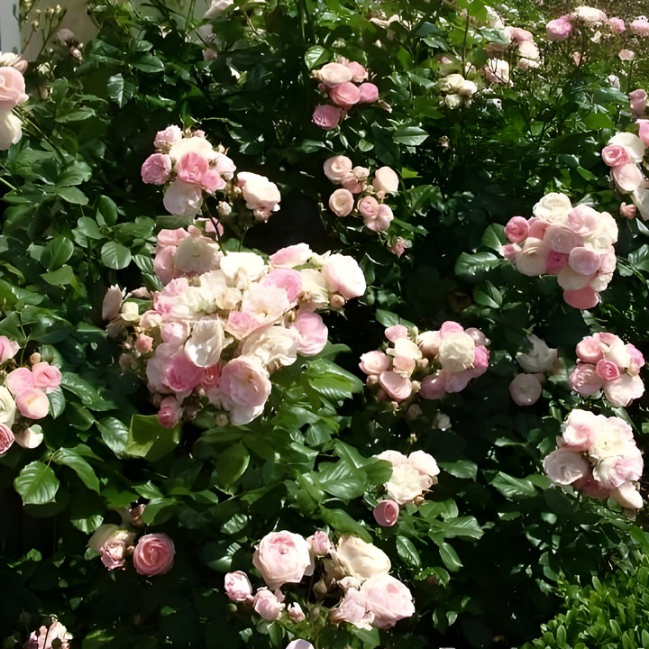 Роза мускусные гибриды Букет Парфе/ЦКор