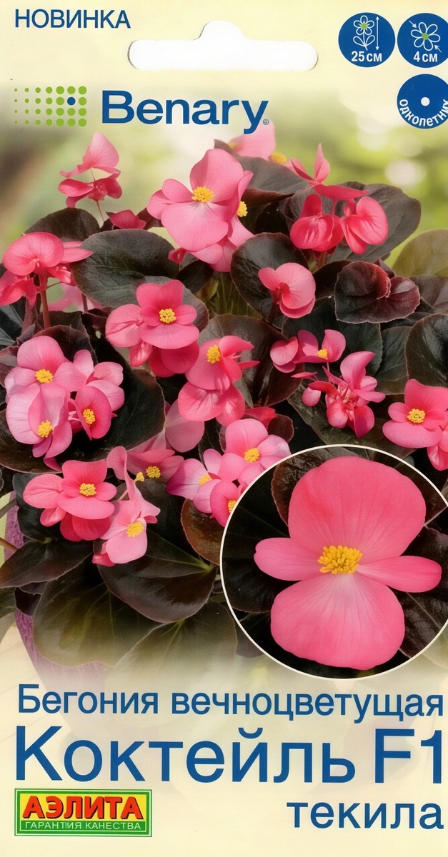 Бегония вечноцветущая Коктейль F1 текила, 7 шт.