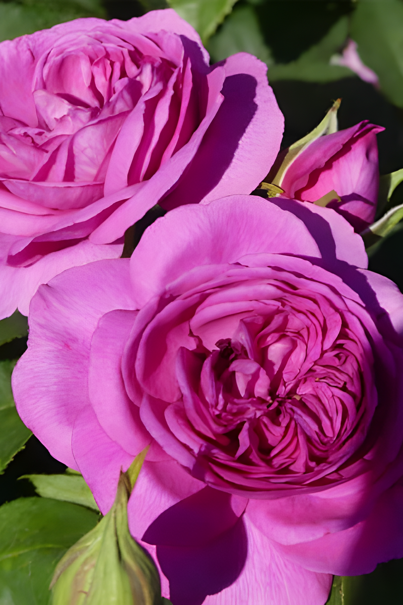 Роза Мейян чайно-гибридная Клод Брассер/ЦКорЛюкс