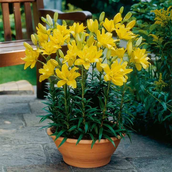 Лилия азиатская махровая Фата Моргана, 12/14, 1 шт.