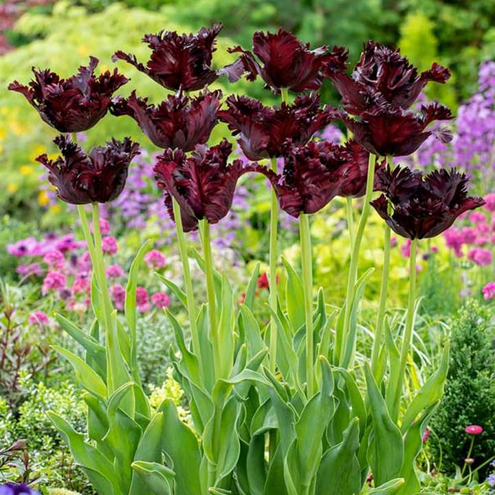 Тюльпан бахромчатый Блэк Джевел, 12/+, 1 шт.