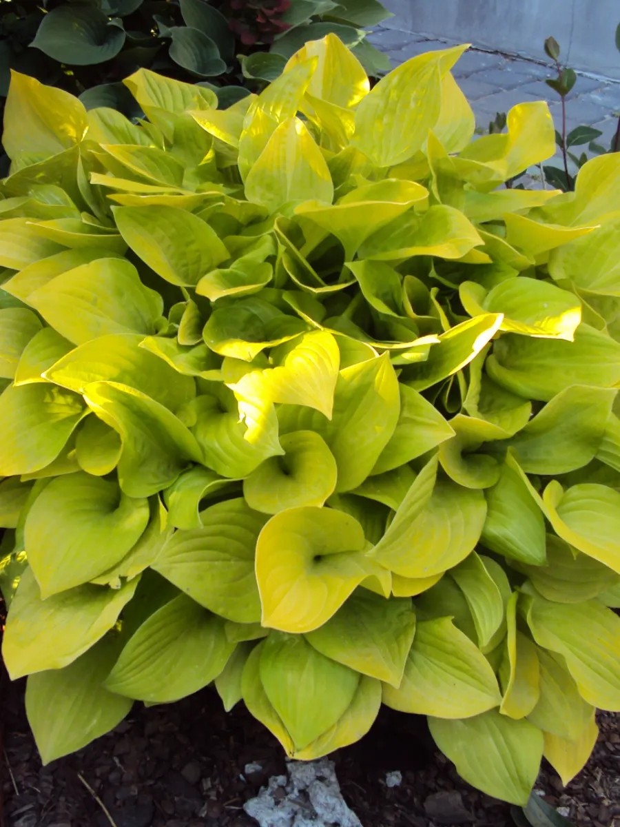 Хоста Глэд Тидингс, 1 шт.