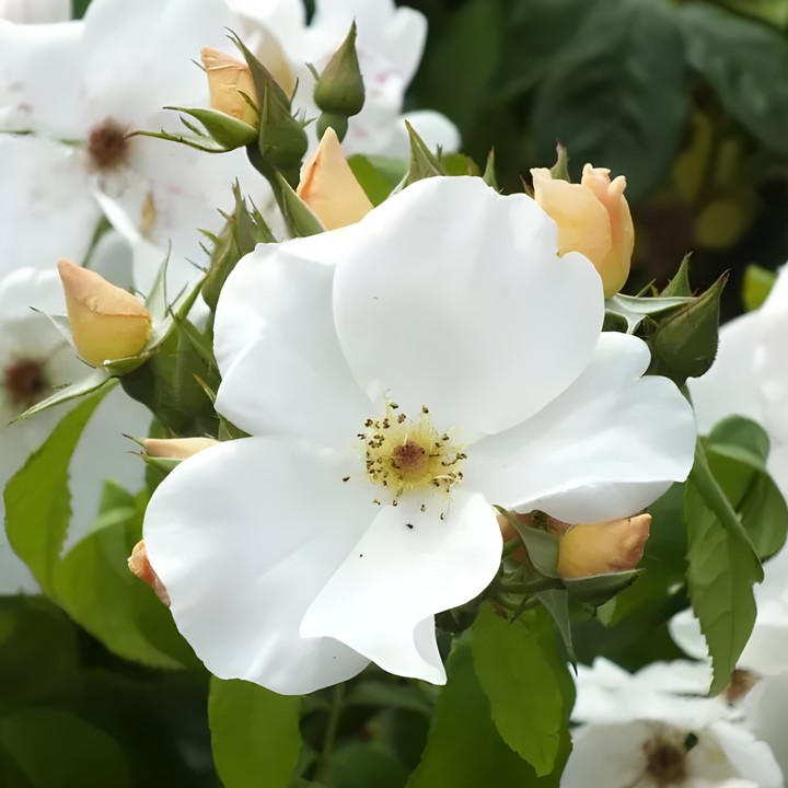 Роза мускусные гибриды Салли Холмс/ЦКор