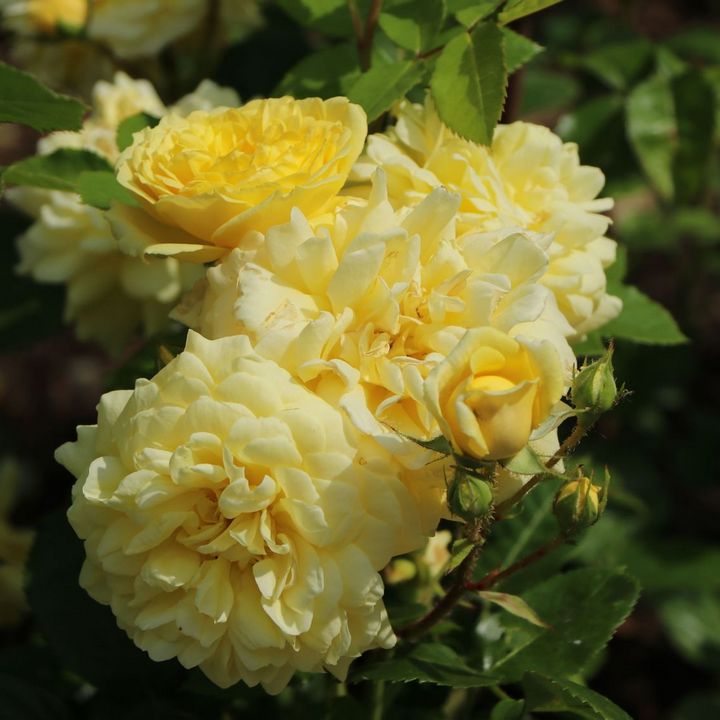 Роза парковая Анни Дюпрей/ЦКор