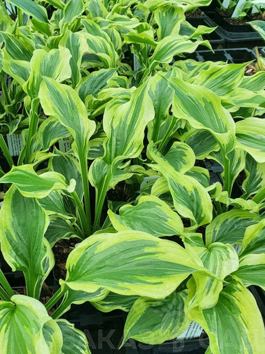 Хоста Пейсли Бордер, 1 шт.