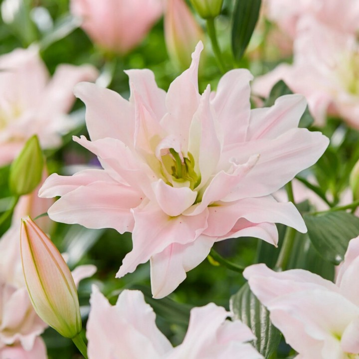 Лилия восточная махровая Амистад, для выгонки, 1 шт.