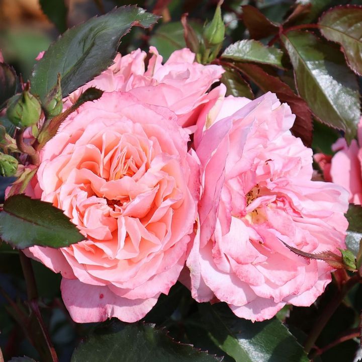 Роза флорибунда Боттичелли/ЦКор