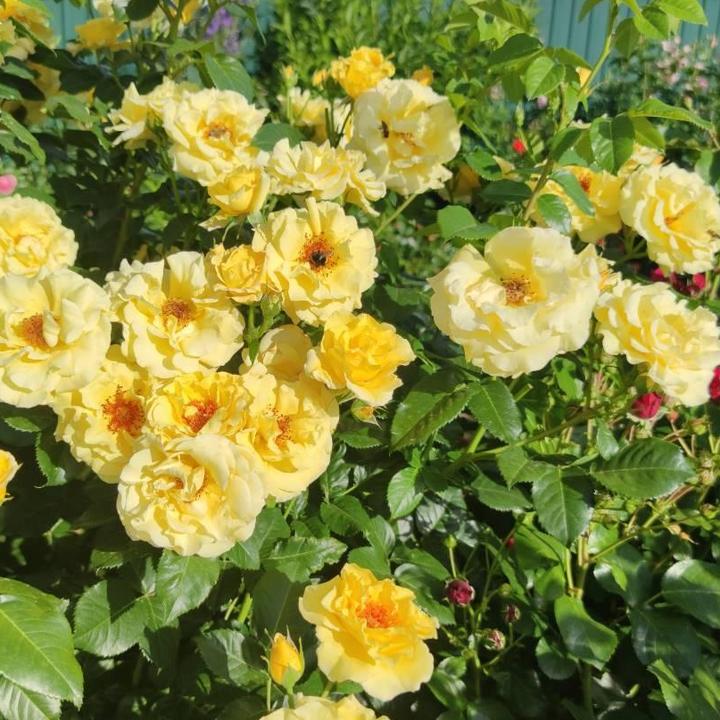 Роза парковая Рейн Лючия/ЦКор