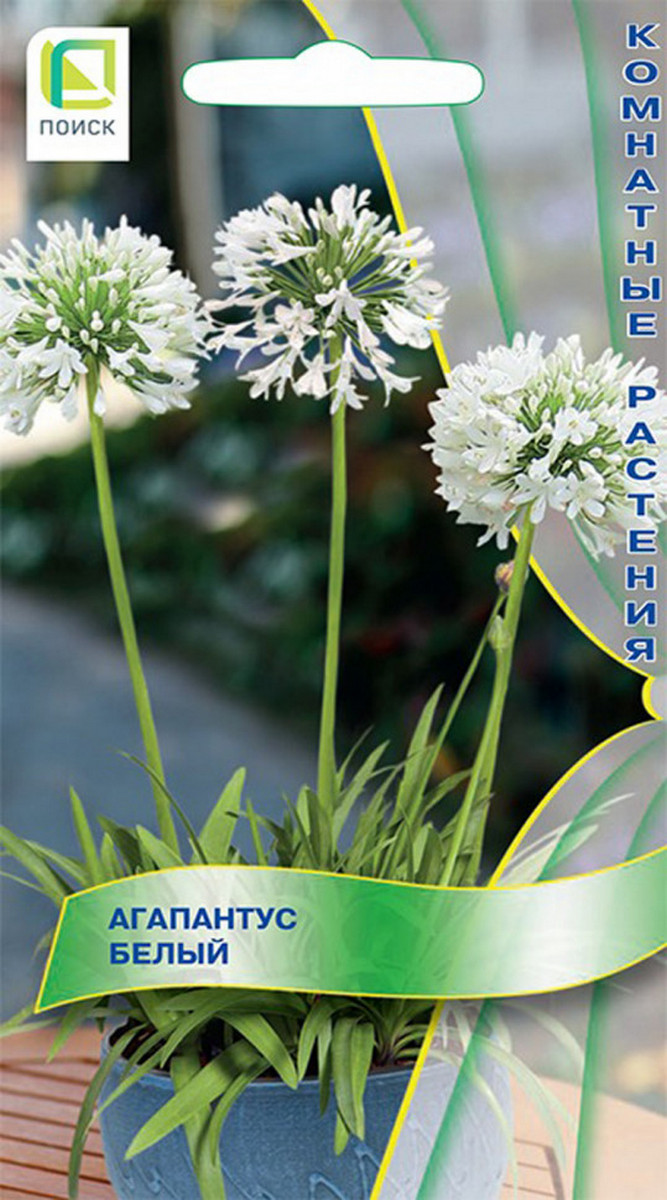 Агапантус Белый, 3 шт. Комнатные растения