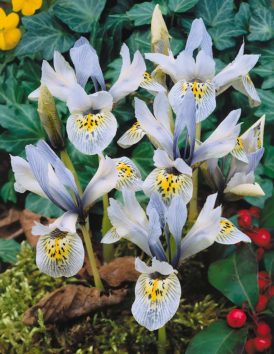 Ирис сетчатый Катарина Ходкин, 6/+, 1 шт.