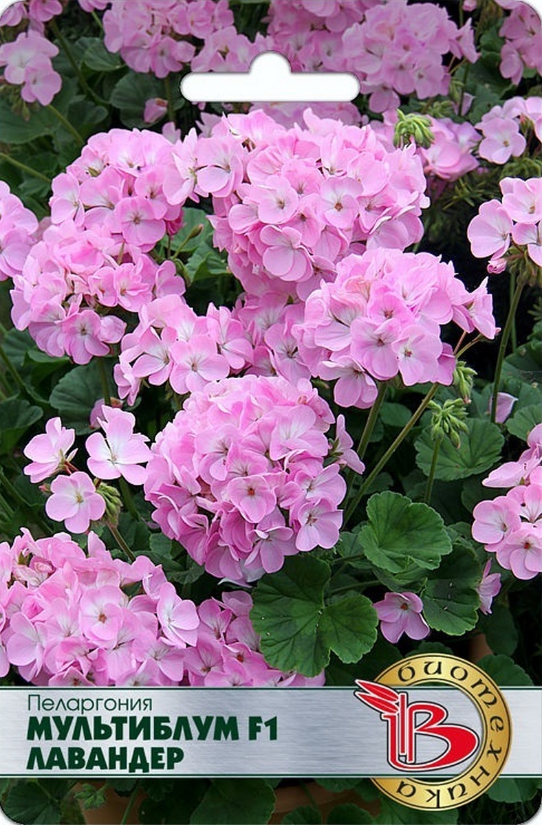 Пеларгония Мультиблум F1 Лавандер, 5 шт. Биотехника