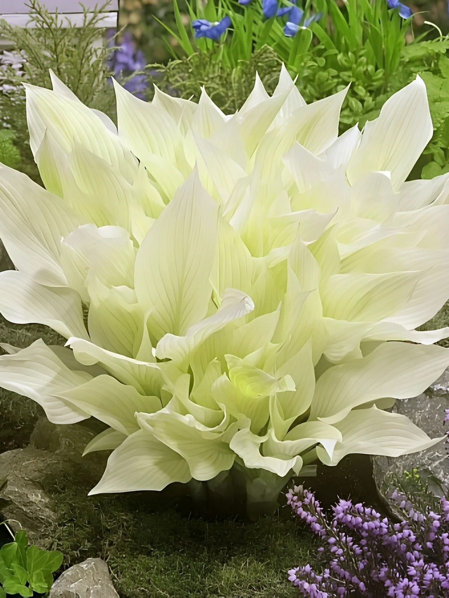 Хоста Уайт Февер, 1 шт.