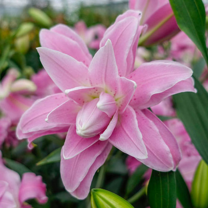 Лилия восточная махровая Лотус Спринг, 1 шт.