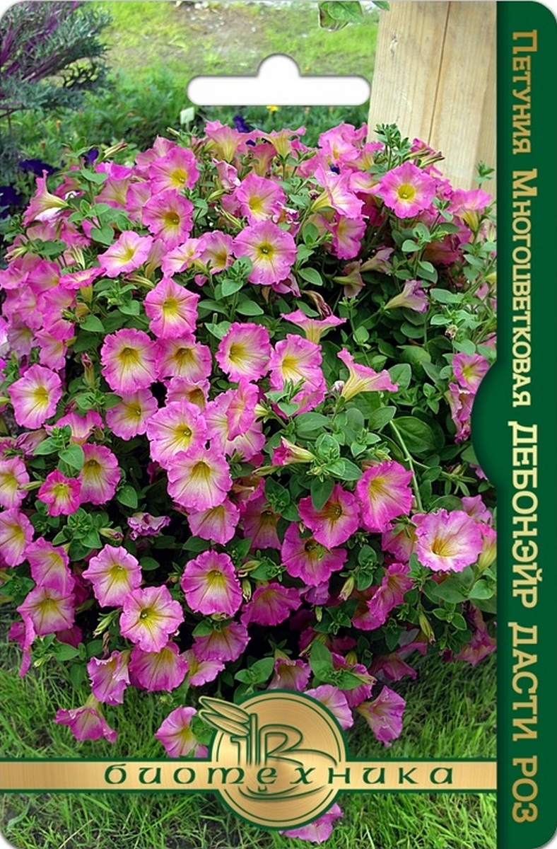 Петуния Дебонэйр F1 Дасти Роз, 6 шт.