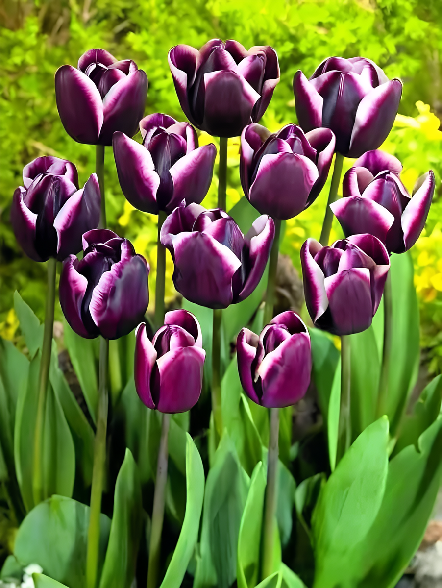 Тюльпан триумф Фонтенбло, 11/12, 1 шт.