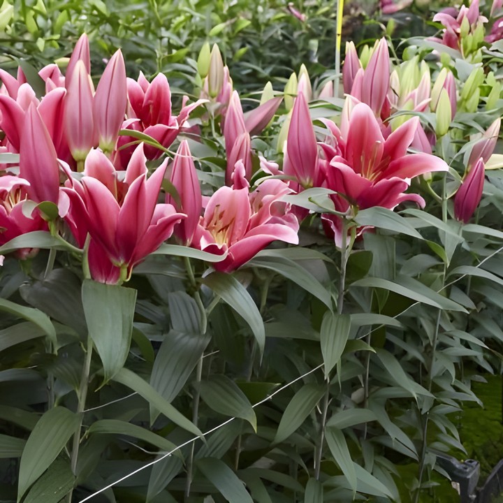 Лилия восточная Чартвелл, 12/14, 1 шт.