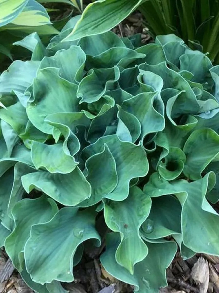 Хоста Раффлд Маус Иэрс, 1 шт.