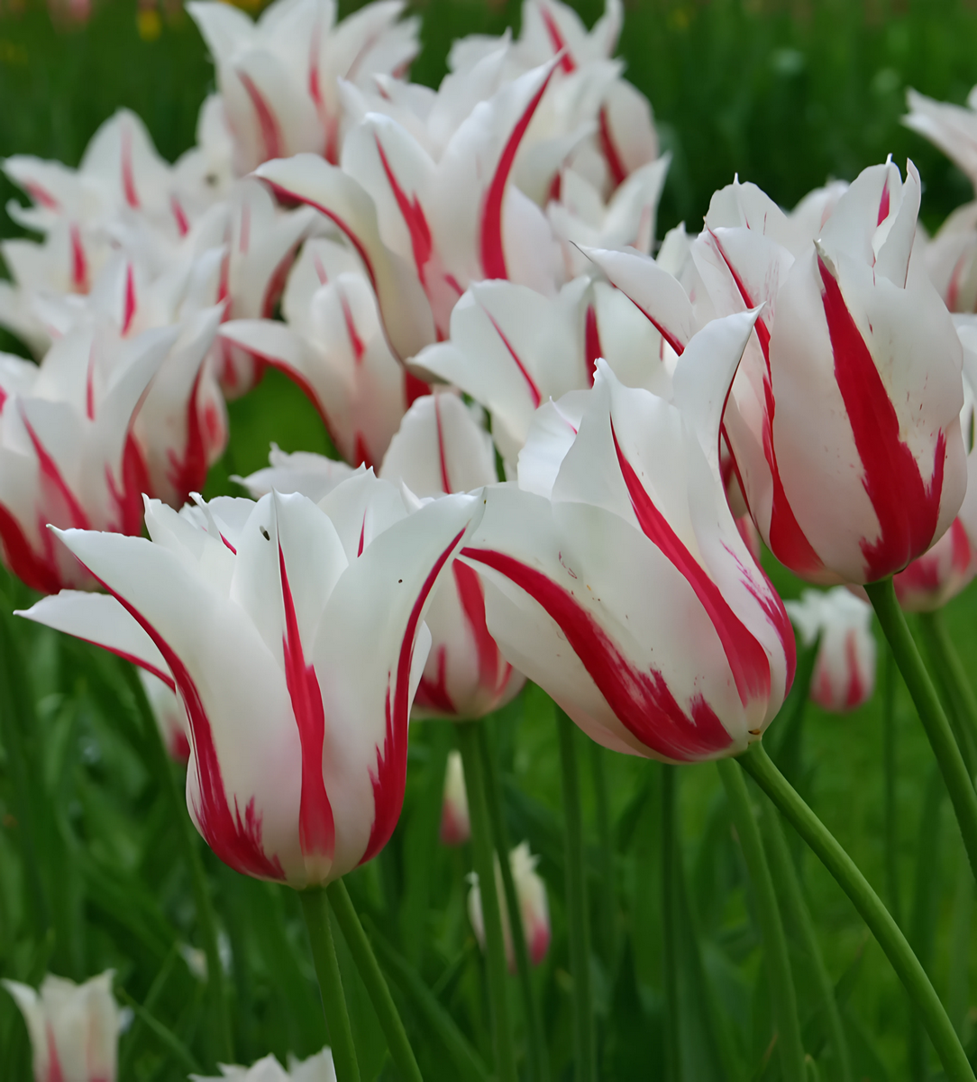 Тюльпан лилиецветный Мэрилин, 11/12, 1 шт.