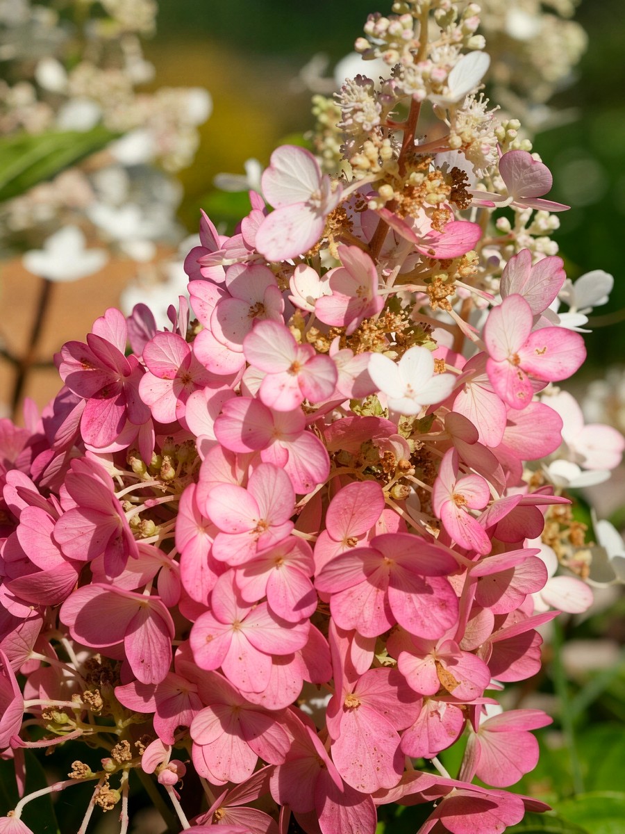 Гортензия метельчатая Бэби Лэйс/ЦКорЛюкс