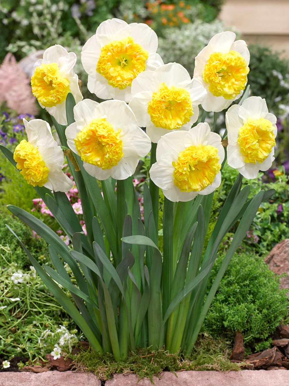 Нарцисс крупноцветковый гофрированный Канкан Гёрл, 12/14, 1 шт.