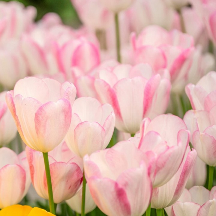 Тюльпан многоцветковый Грейслэнд, 12/+, 1 шт.