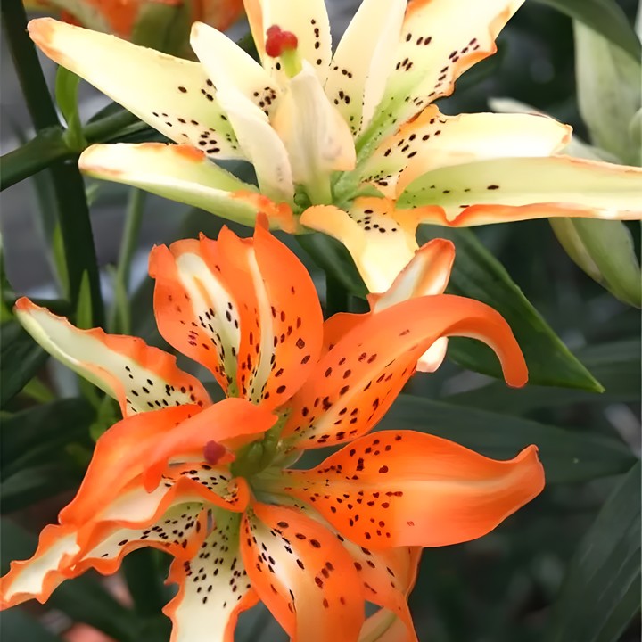 Лилия азия Маст Си, 12/14, 1 шт.