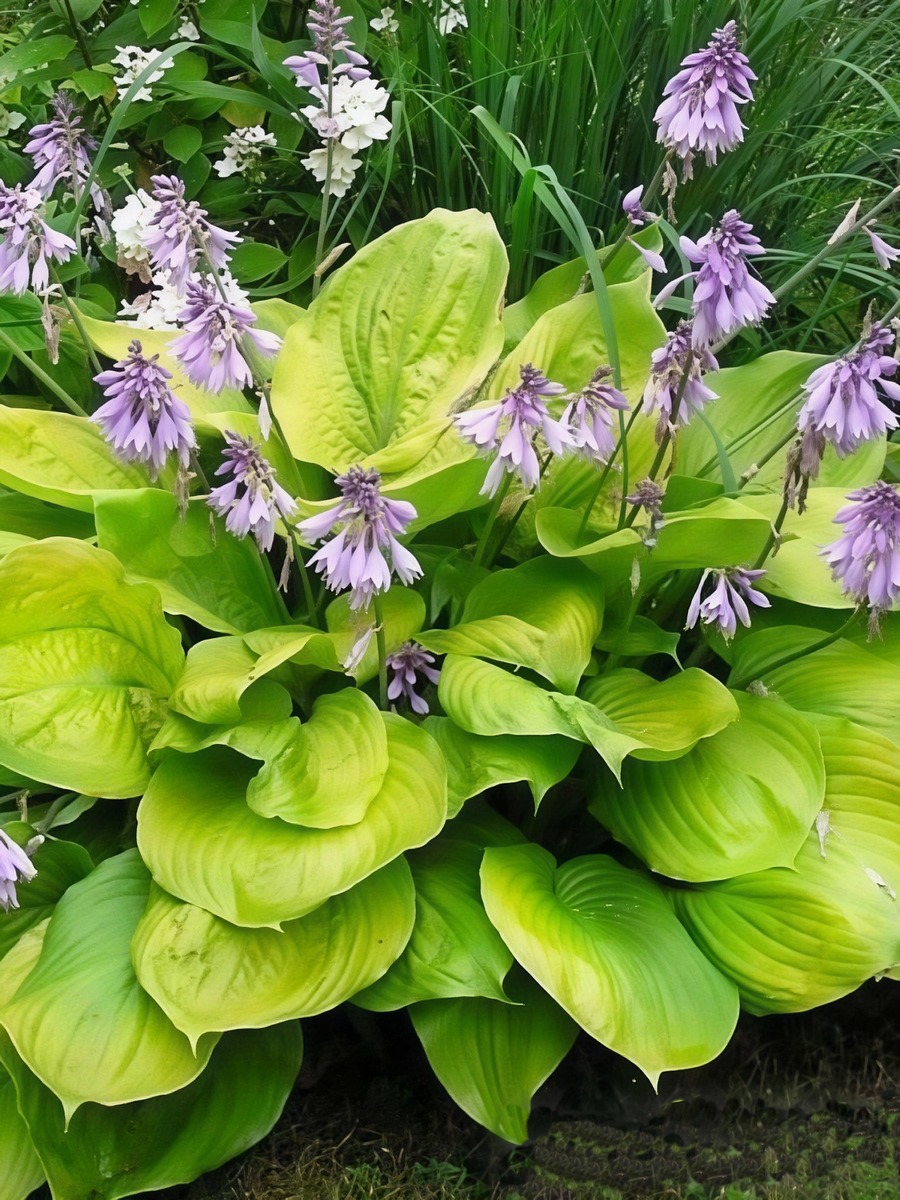 Хоста Сам Энд Сабстенс, 1 шт.