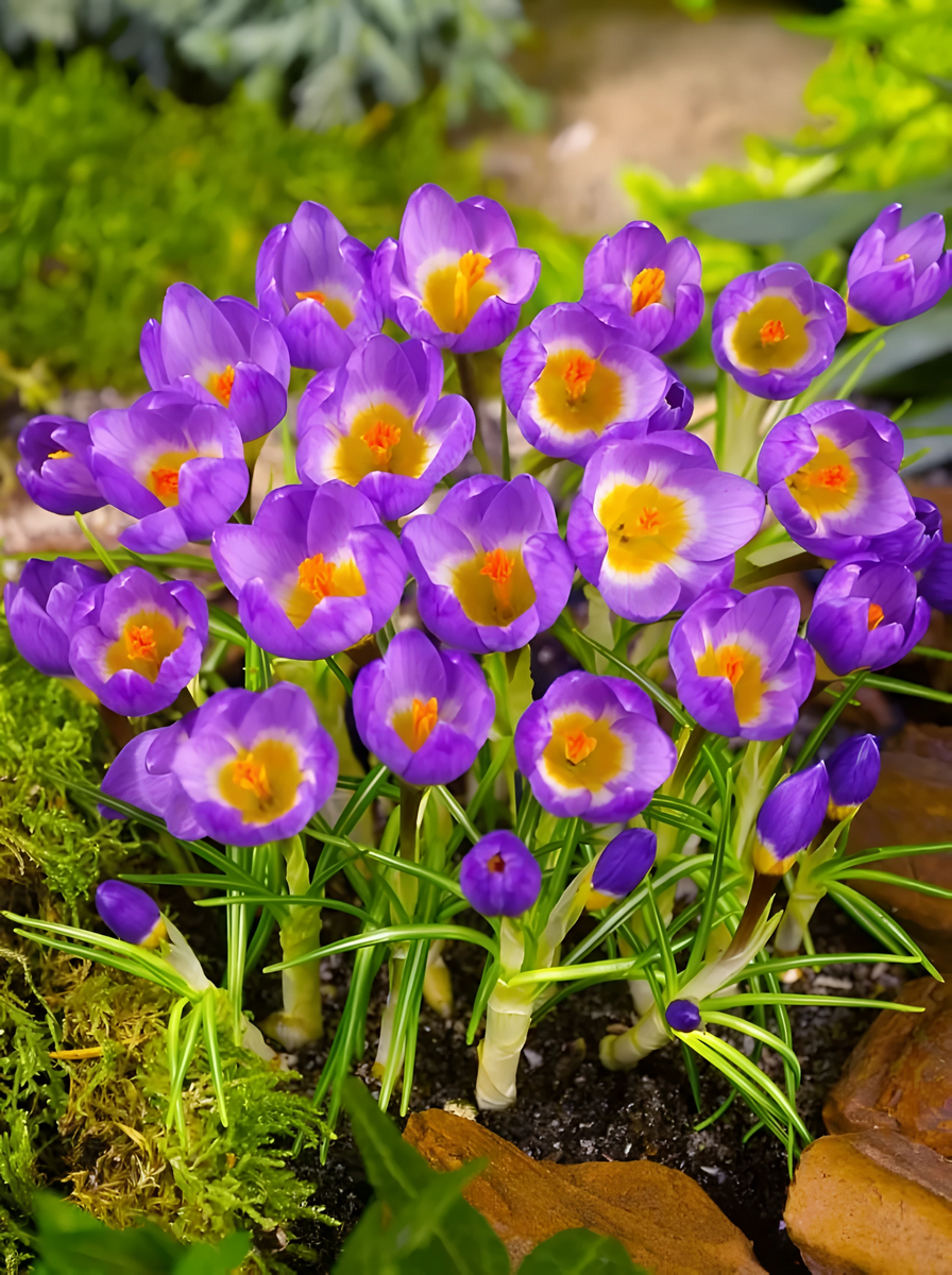 Крокус ботанический Триколор, Зибера, 5/7, 1 шт.