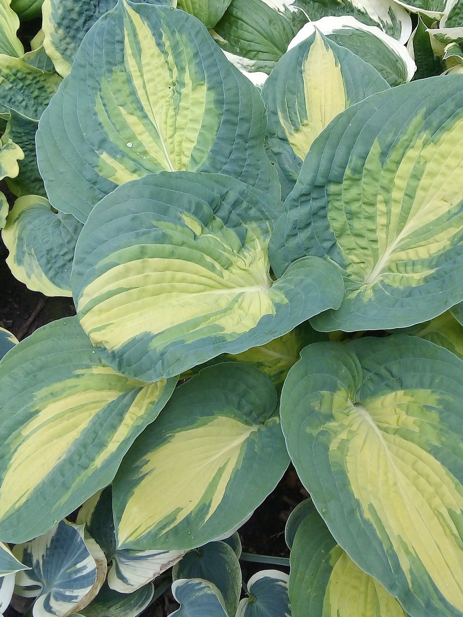 Хоста Грет Экспектейшнс, 1 шт.