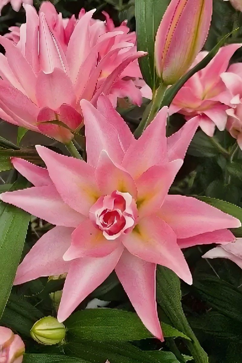 Лилия восточная махровая Сенна, 13/14, 1 шт.