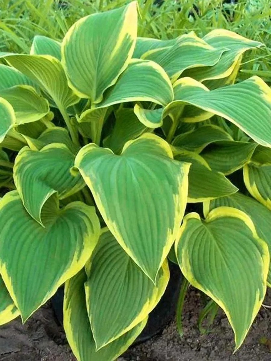 Хоста Йелоу Ривер, 1 шт.