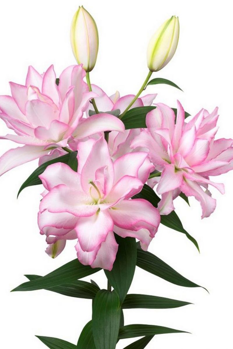 Лилия восточная махровая Roselily Аннушка, 1 шт.