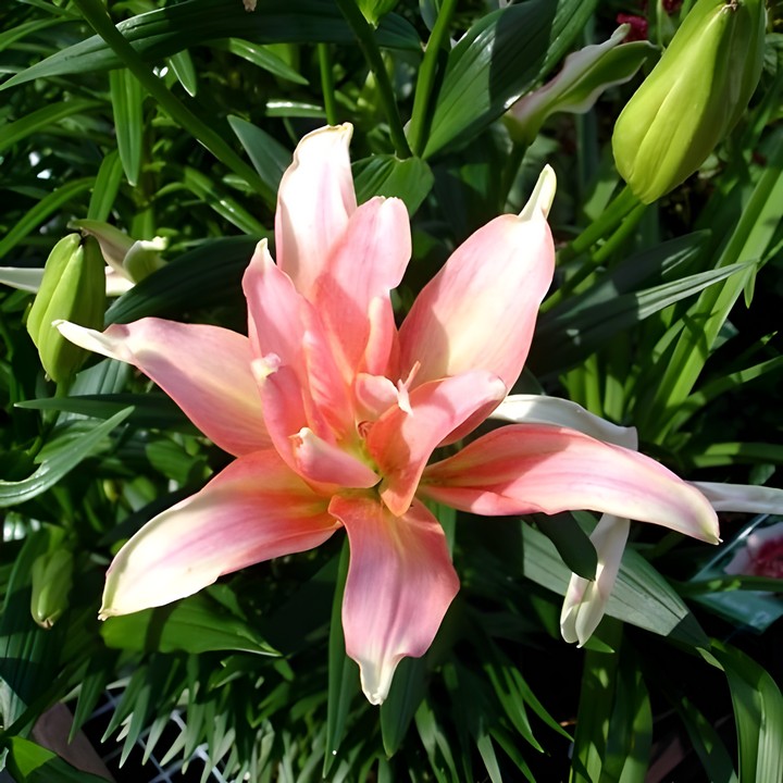 Лилия азиатская махровая Афродита, 12/14, 1 шт.