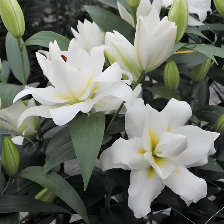 Лилия восточная махровая Близзард, 18/20, для выгонки, 1 шт.