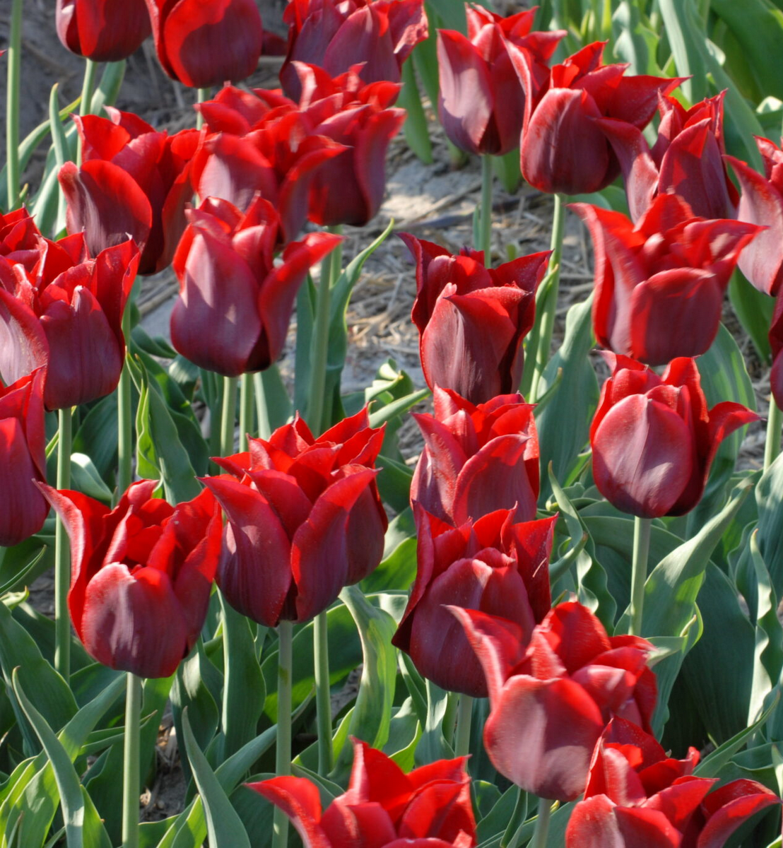 Тюльпан лилиецветный Дженни Батчард, 11/12, 1 шт.