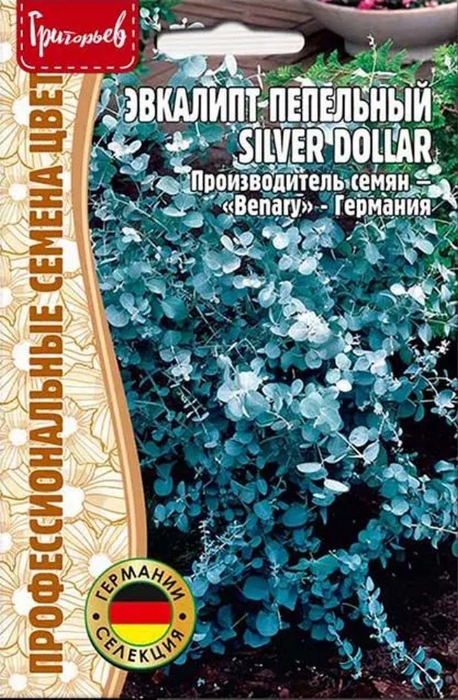 Эвкалипт пепельный Silver Dollar (Серебряный доллар), 5 шт.