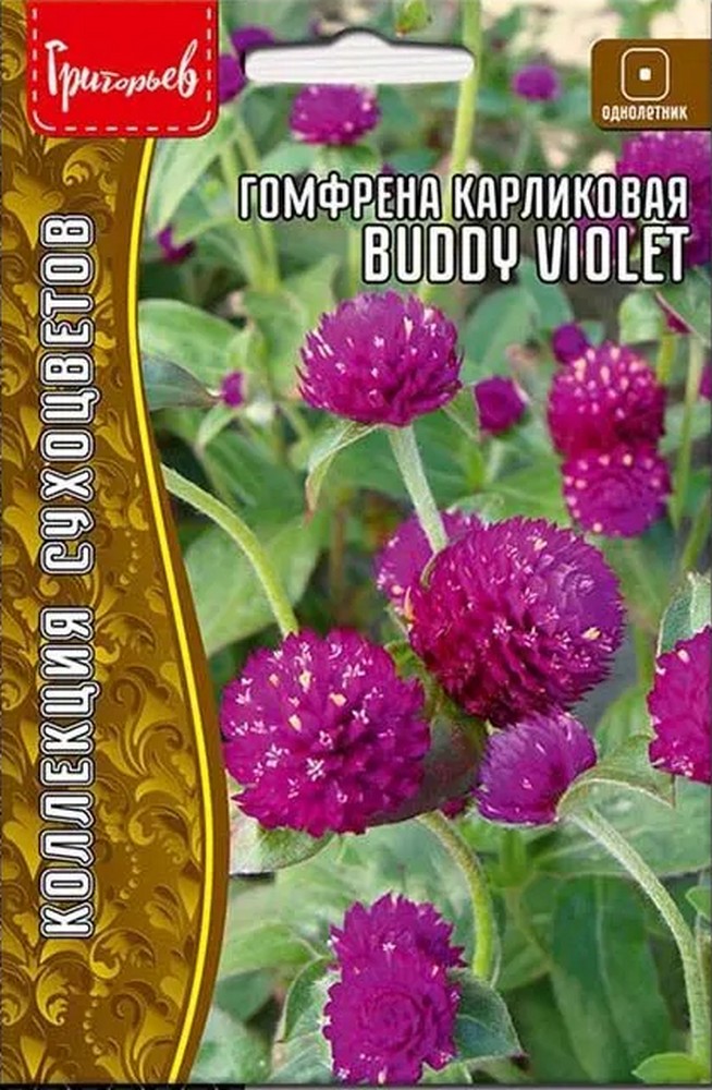 Гомфрена шаровидная карлик. Buddy Violet, 12 шт.