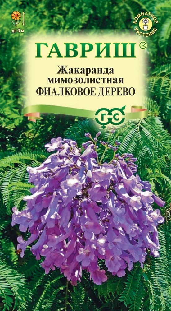 Жакаранда Фиалковое дерево, 3 шт.