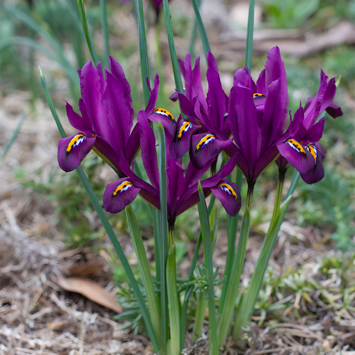 Ирис сетчатый Джи Эс Дийт, 6/+, 1 шт.